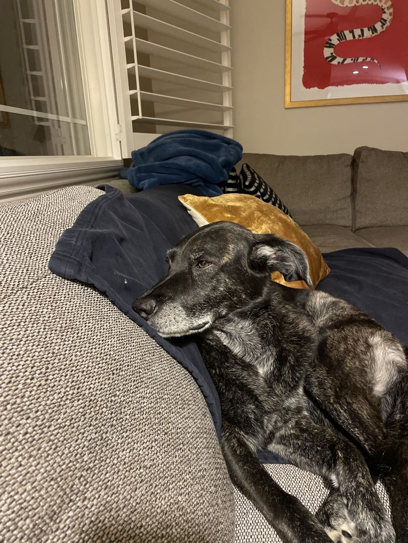 Gretal resting on the couch