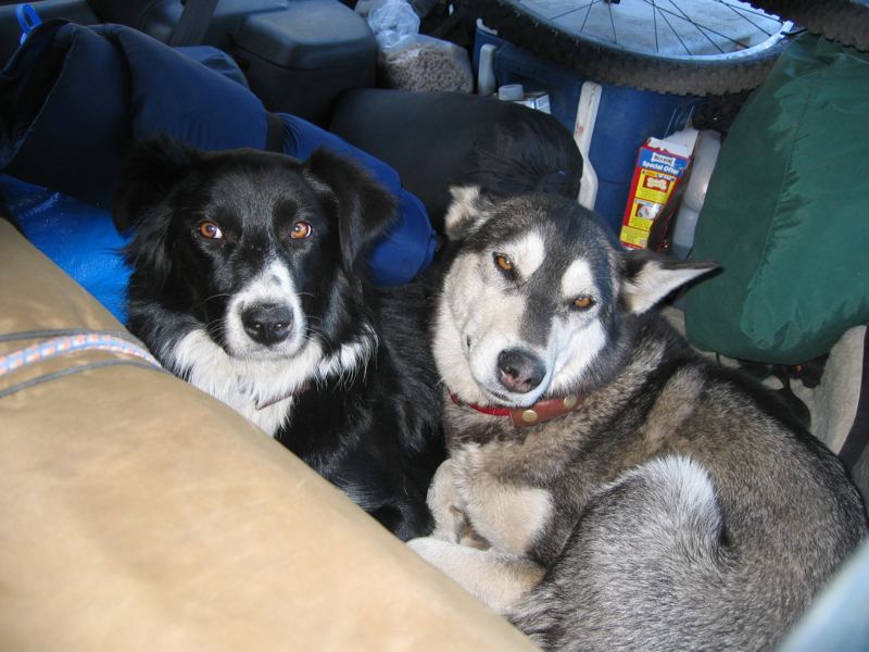 Kipper and Kita in the back of the car surrounded by camping gear