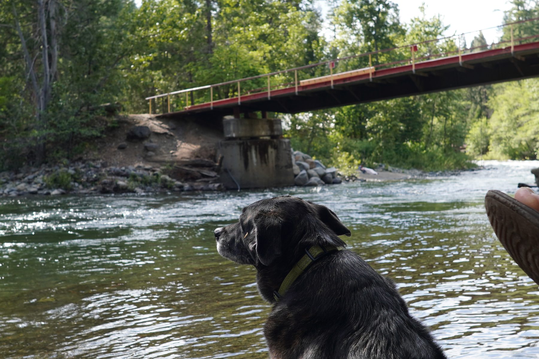 Dog by a river with a footbridge