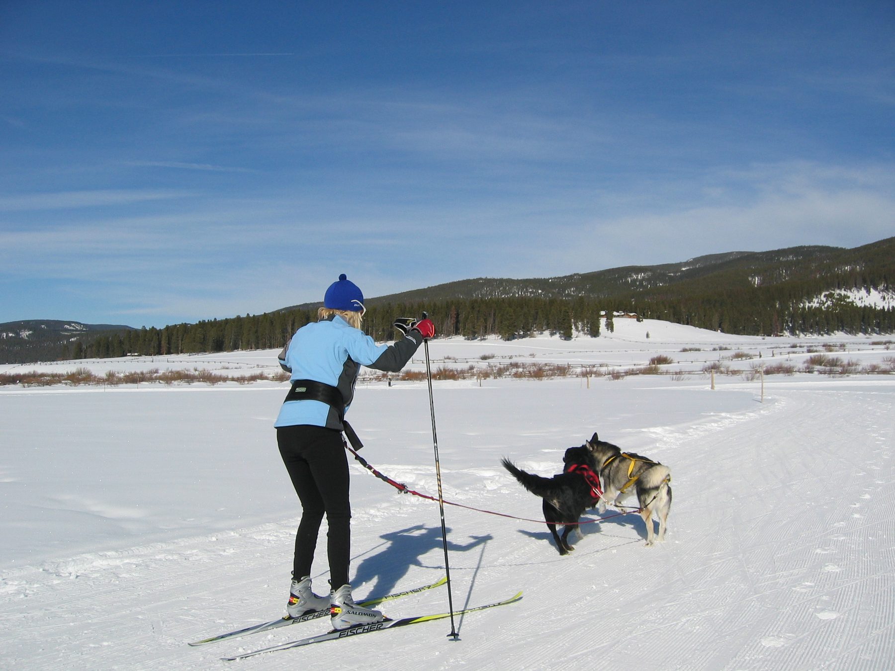 Cross-country skiing pulled by two dogs, skijoring